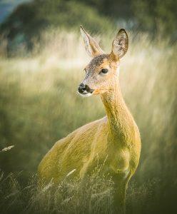 roe deer