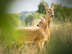 roe deer doe and kid