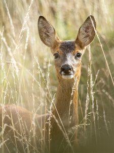 roe deer