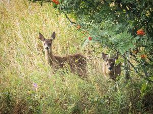 roe deer kids