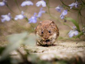 Vole