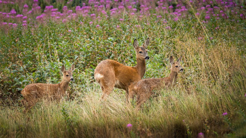 deer family