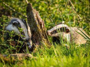 two badgers feeding