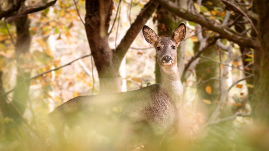 roe deer