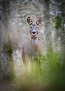 roe deer