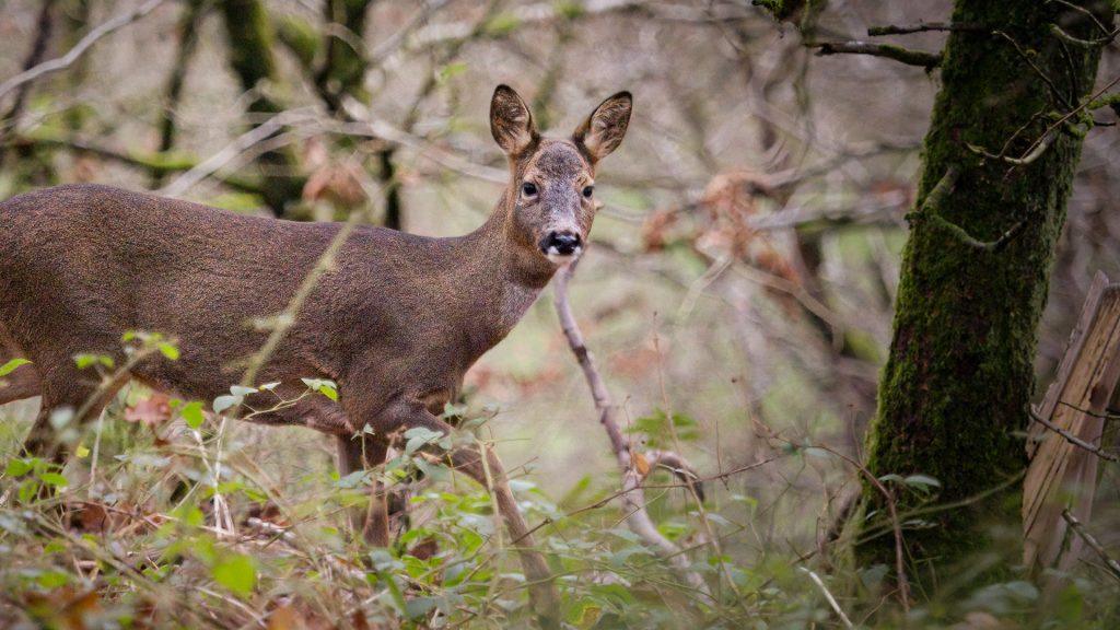 roe deer