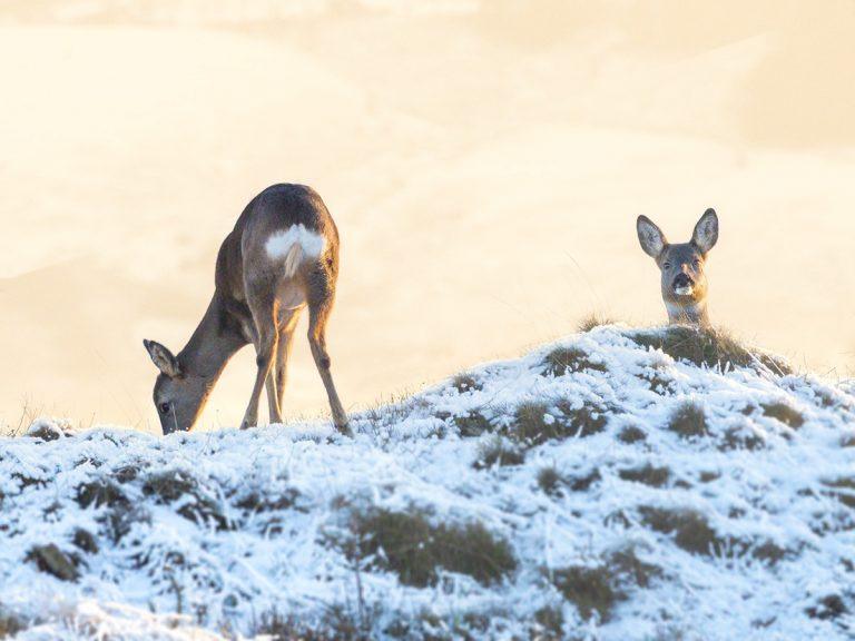 two roe deer