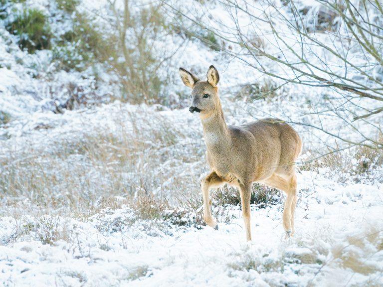 roe deer in the snow