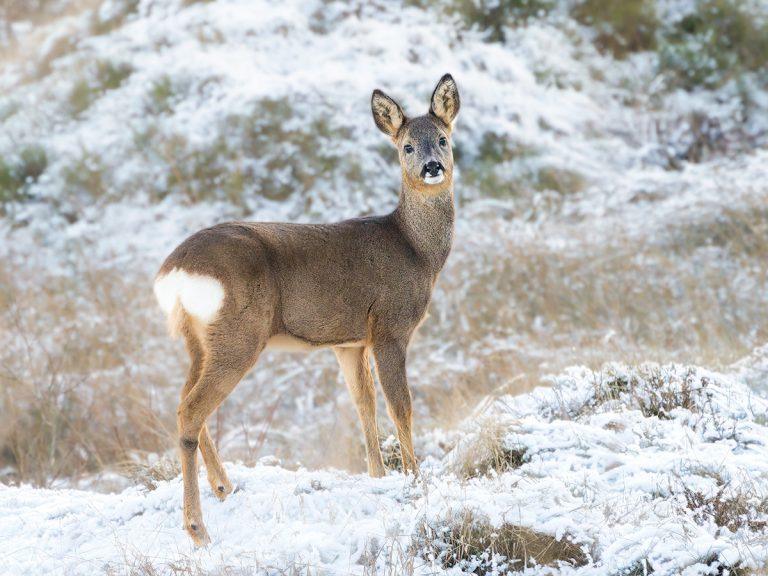 roe deer in the snow