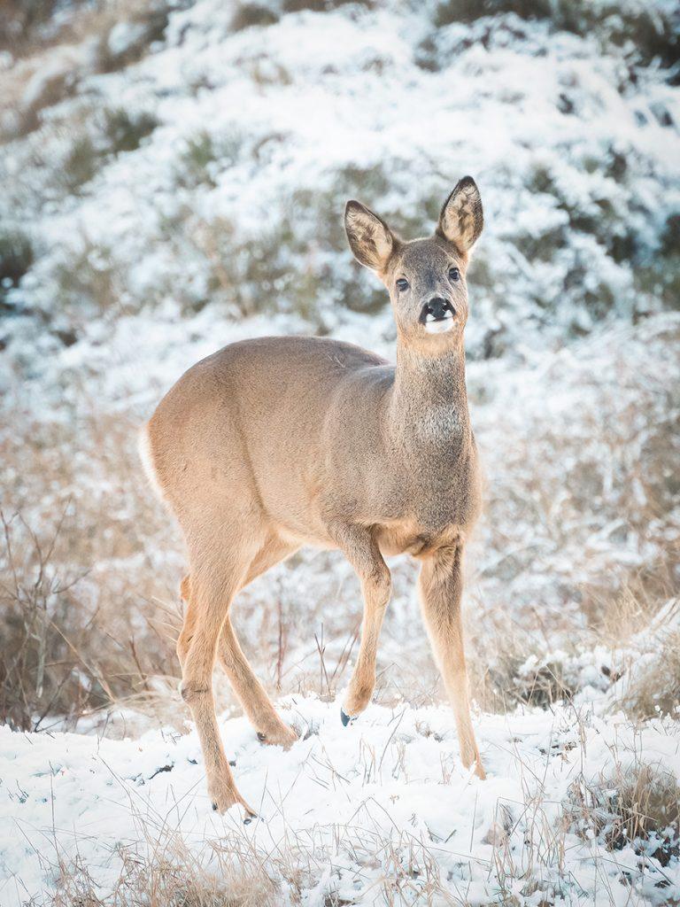 roe deer in the snow