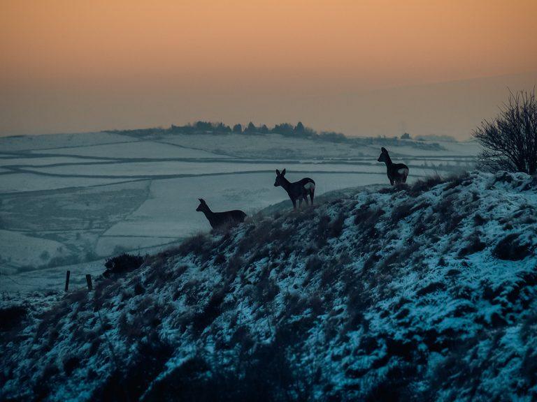 three roe deer on a hill with sun setting