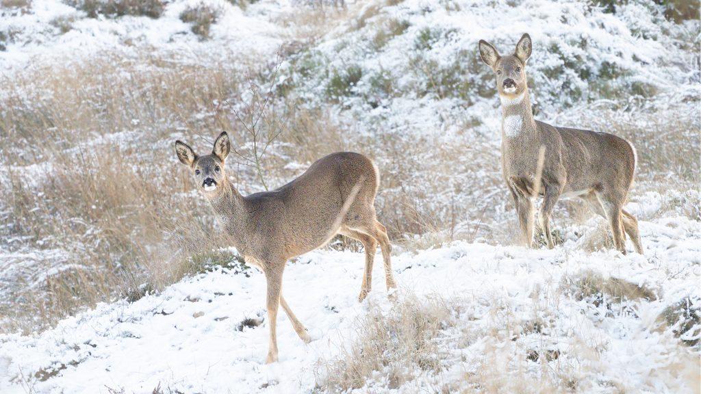 two roe deer in the snow