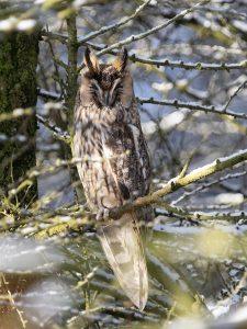 long eared owl