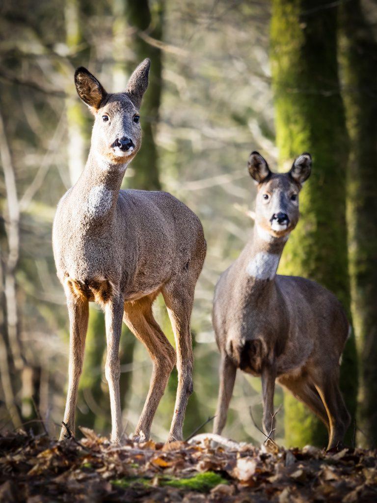 two female roe deer