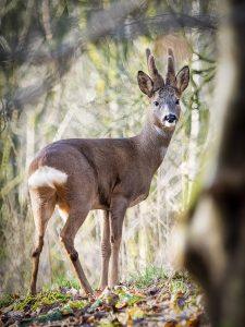 male roe deer - a buck