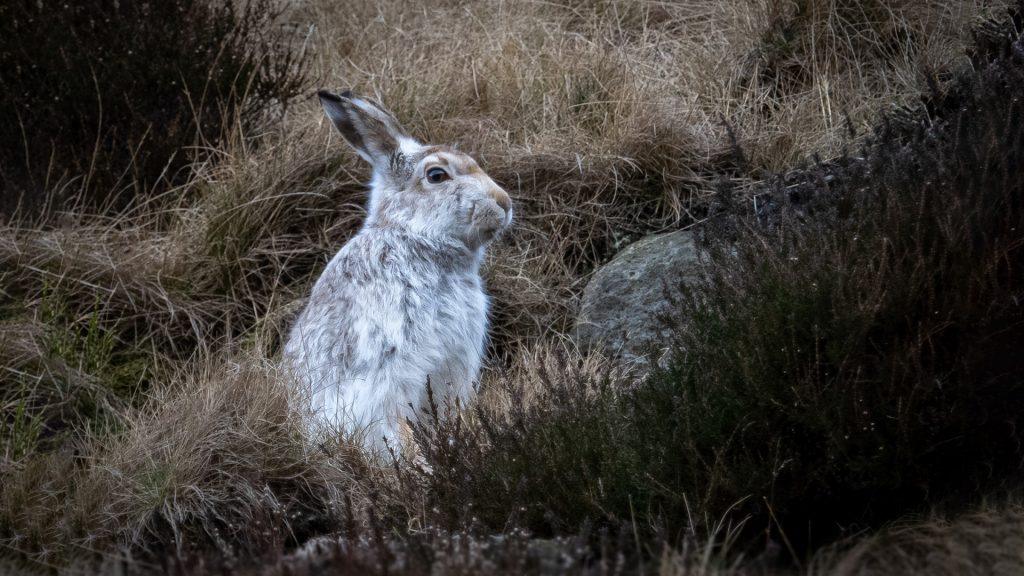 mountain hare