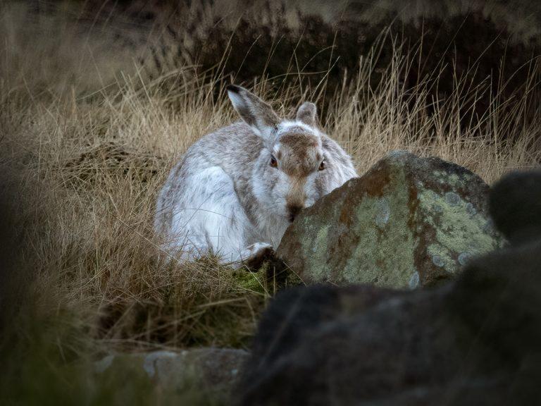 mountain hare image