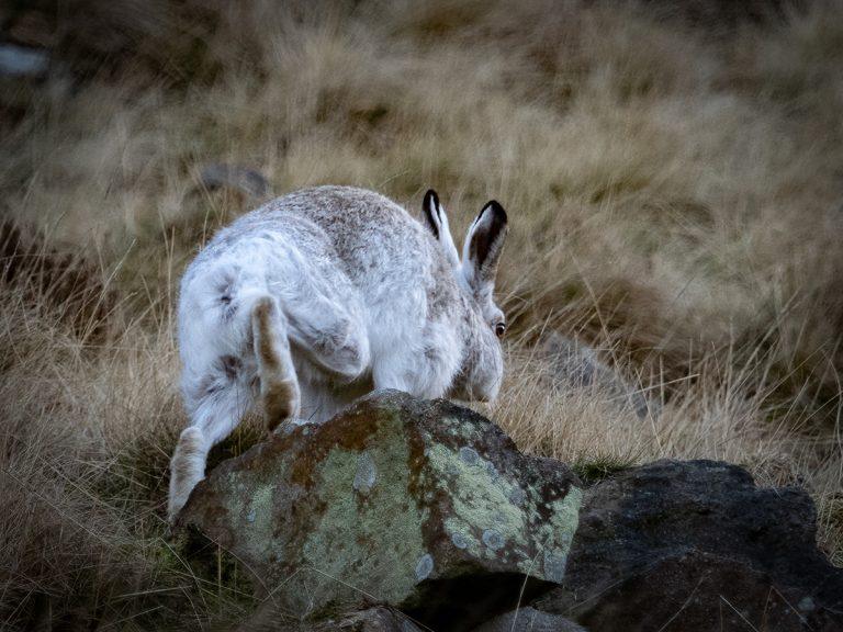 mountain hare running away