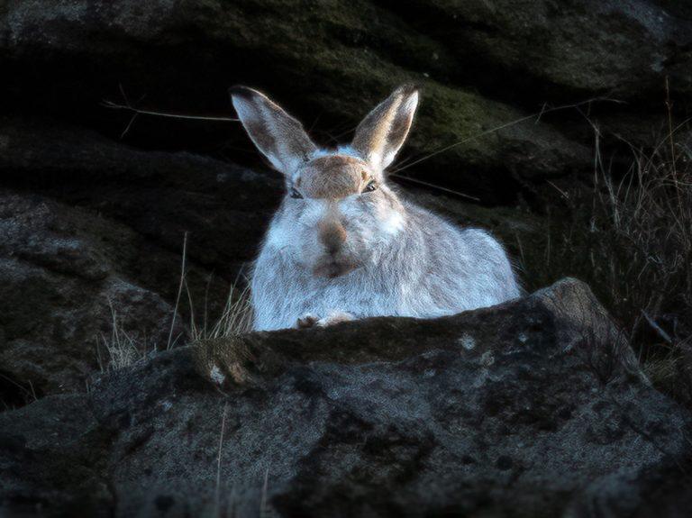 mountain hare
