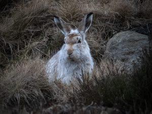 Mountain hare