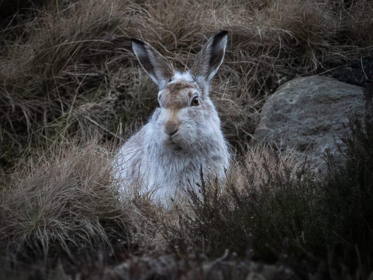 Mountain hare