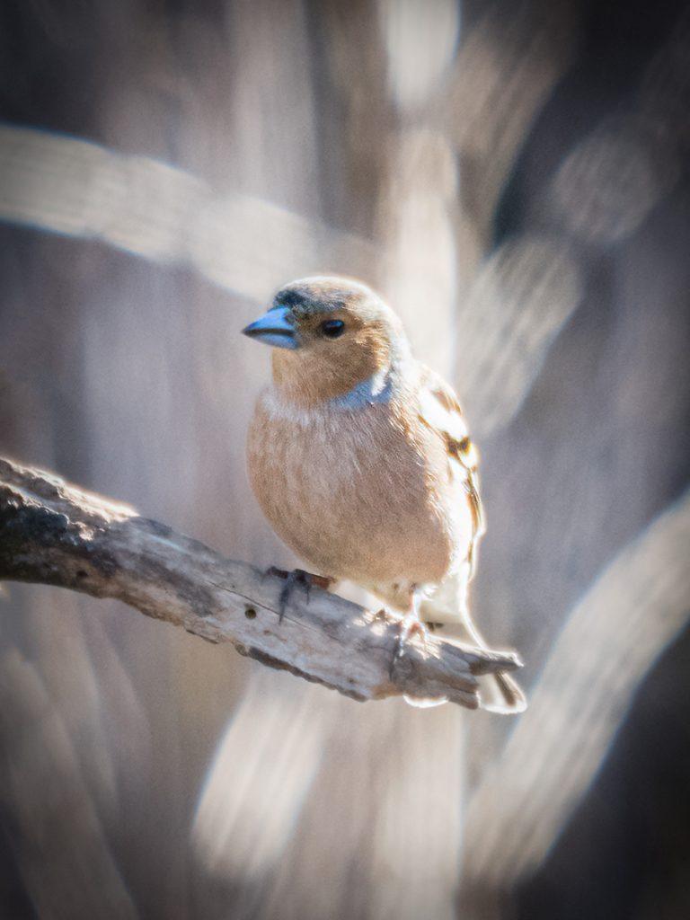 chaffinch