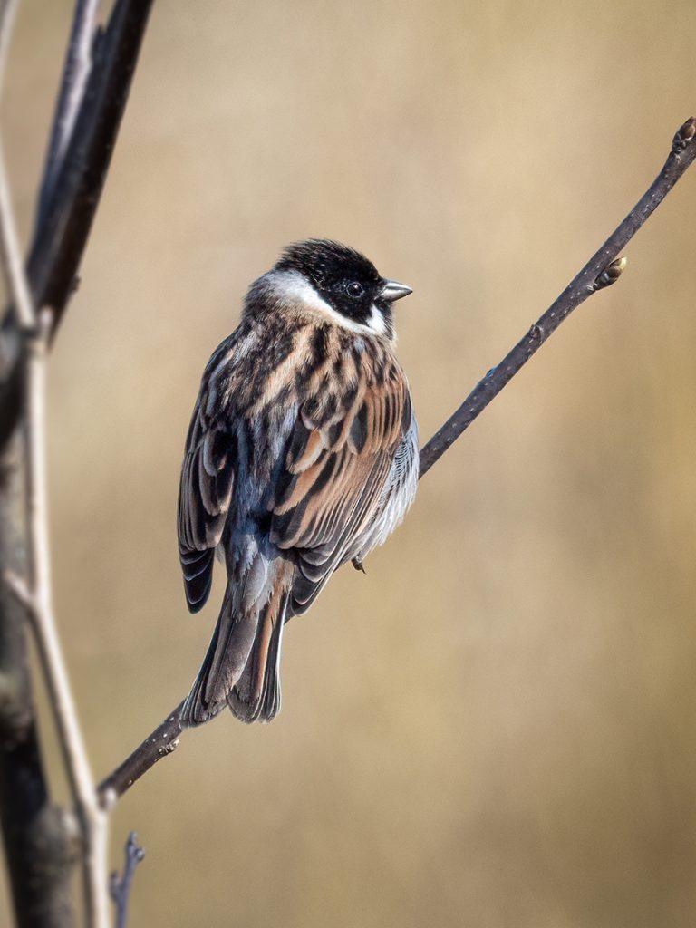 male reed bunting