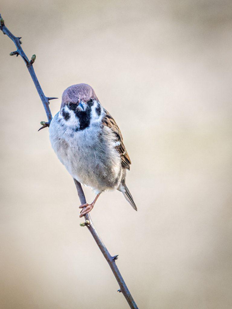 tree sparrow