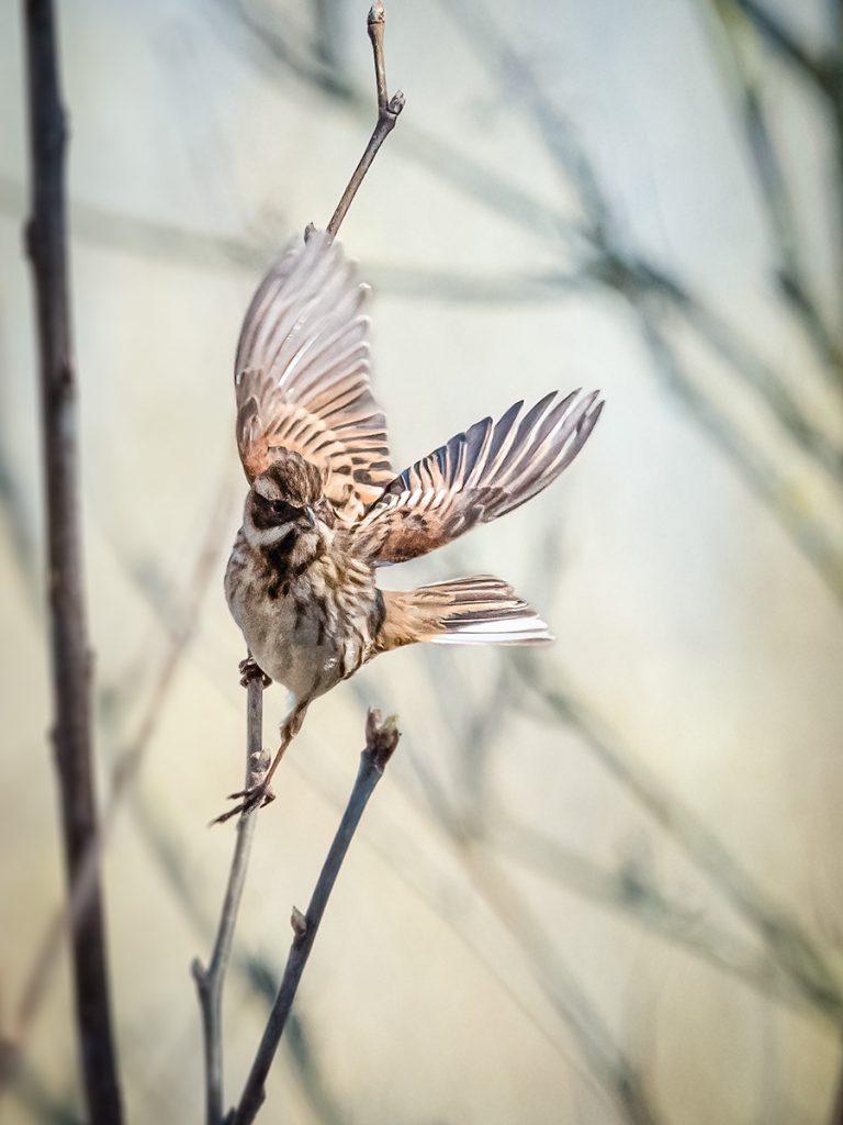 female reed bunting
