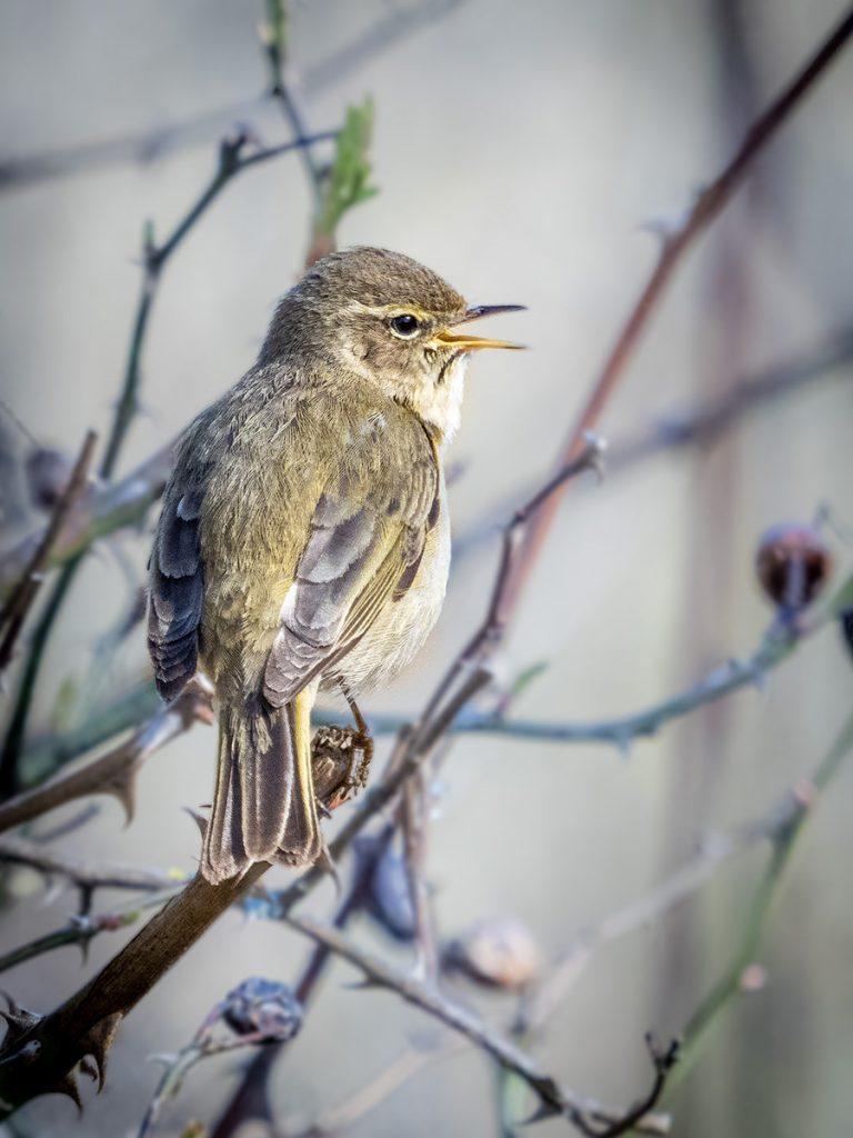 chiffchaff