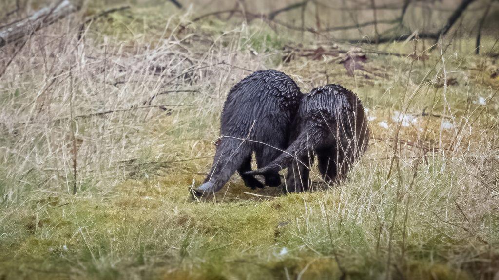 two river otters walking away
