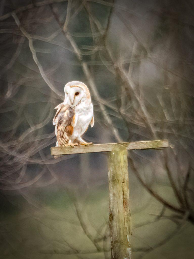 barn owl