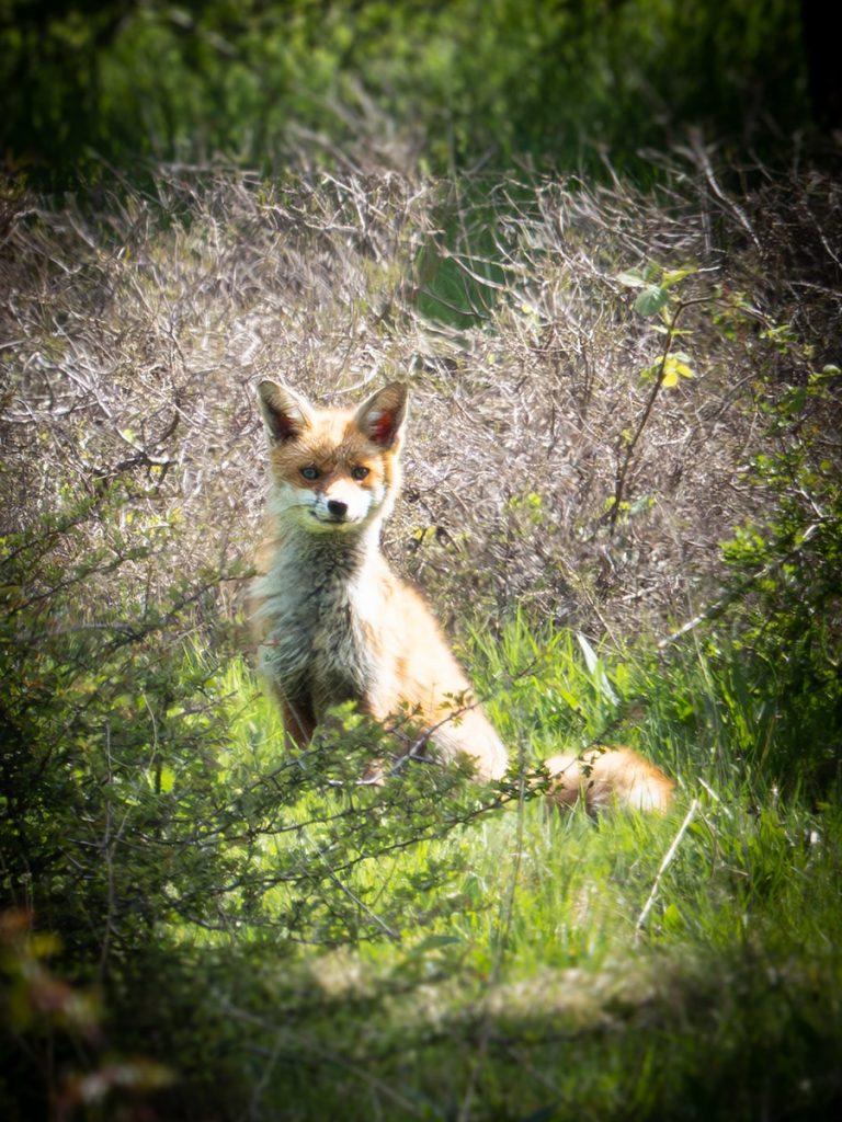 fox sitting in the grass