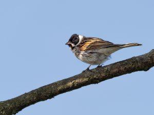 reed bunting
