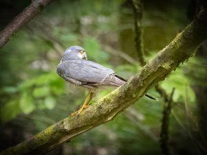 sparrowhawk sat on a branch