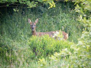 female roe deer