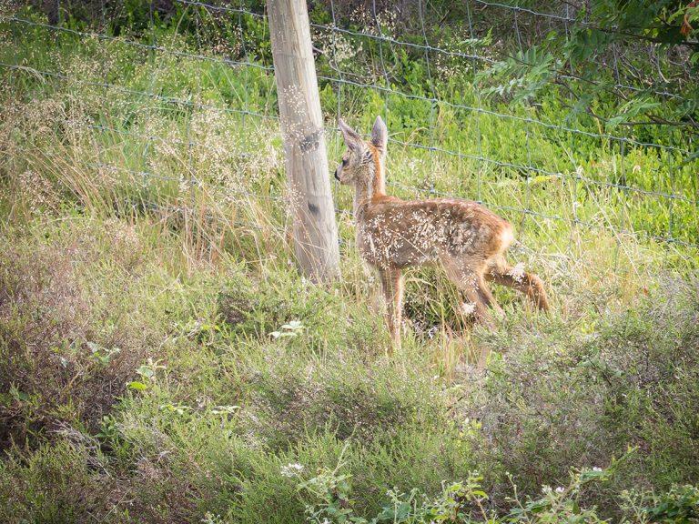 roe deer fawn