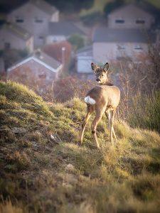 roe deer on a hill