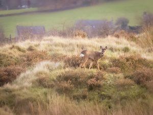 roe deer