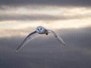 barn owl in flight