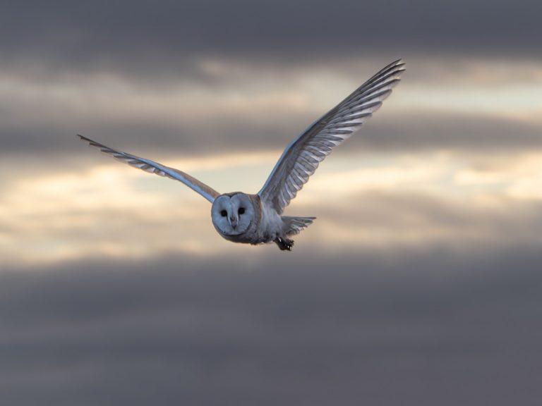 Barn owl in flight