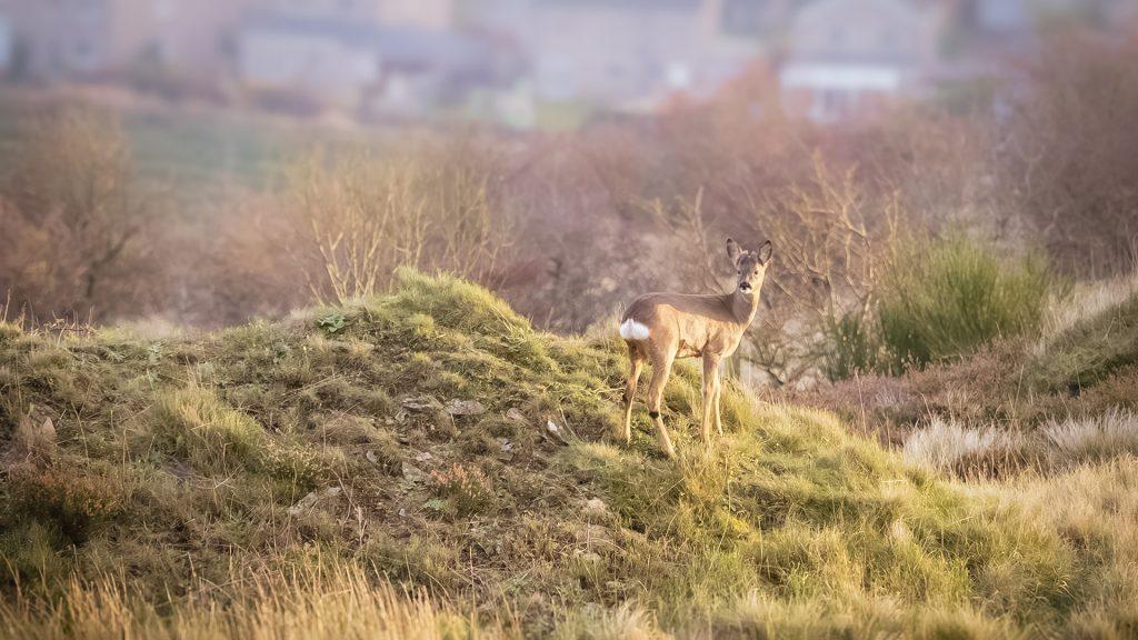 roe deer