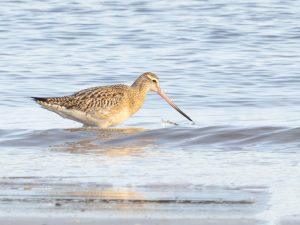 GODWIT