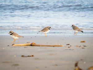 RINGED PLOVER