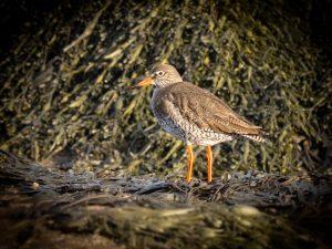 REDSHANK