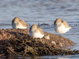 SANDERLING