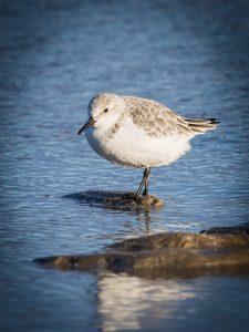 SANDERLING