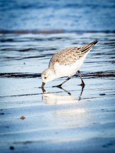 SANDERLING