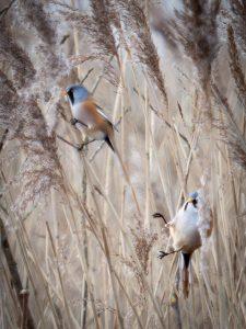 P1140025-Enhanced-NR