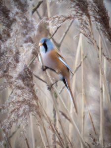 P1140026-Enhanced-NR